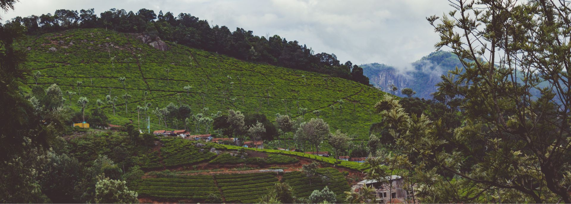 Exotic Kerala